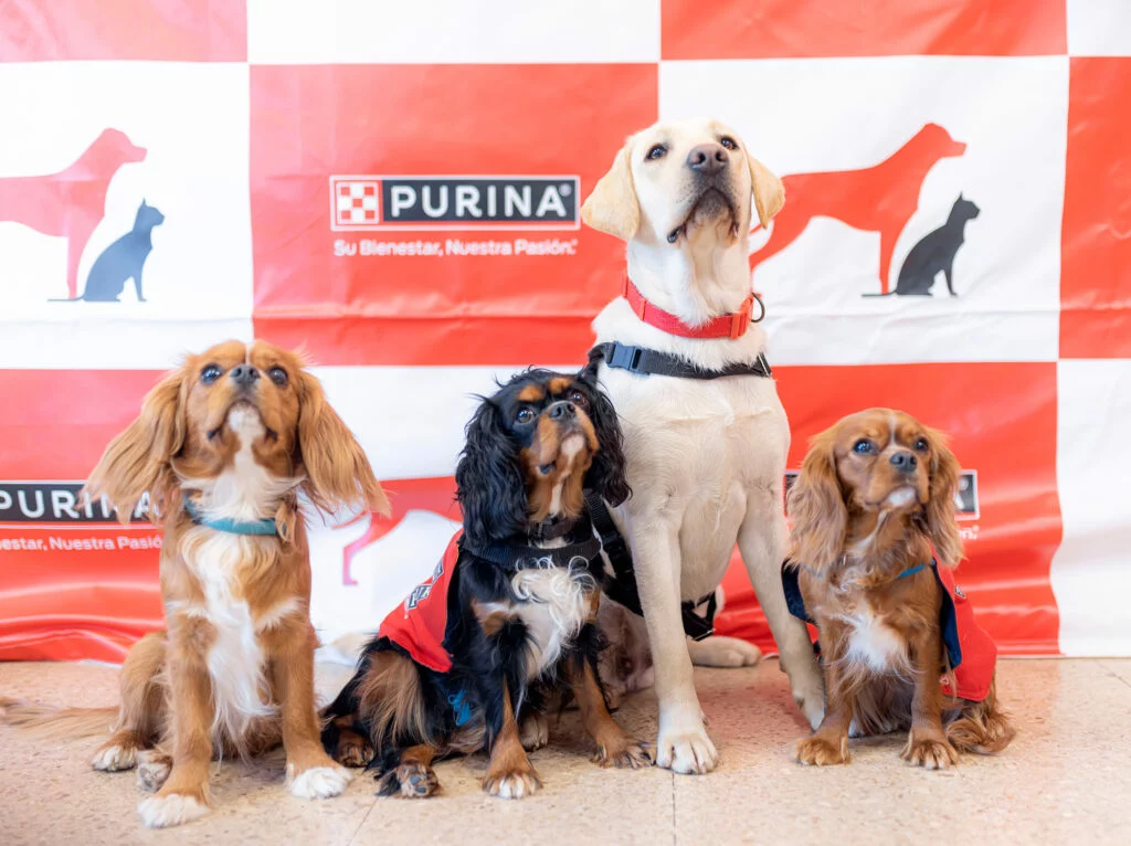 Purina perros