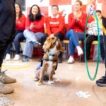 Purina perros
