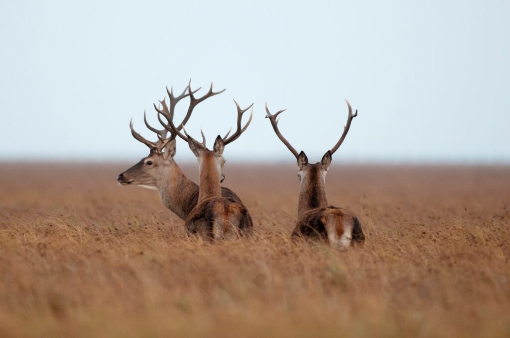 Ciervos en el Parque Nacional de Doñana. Imagen: Rubén Olivares