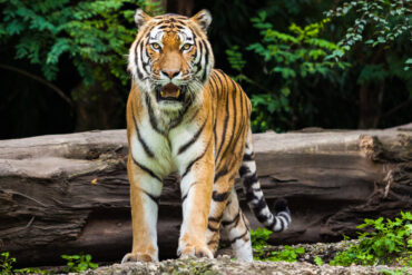 Un tigre avistado con realidad aumentada en el Visitante del Meta Park World