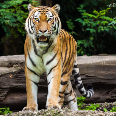 Un tigre avistado con realidad aumentada en el Visitante del Meta Park World