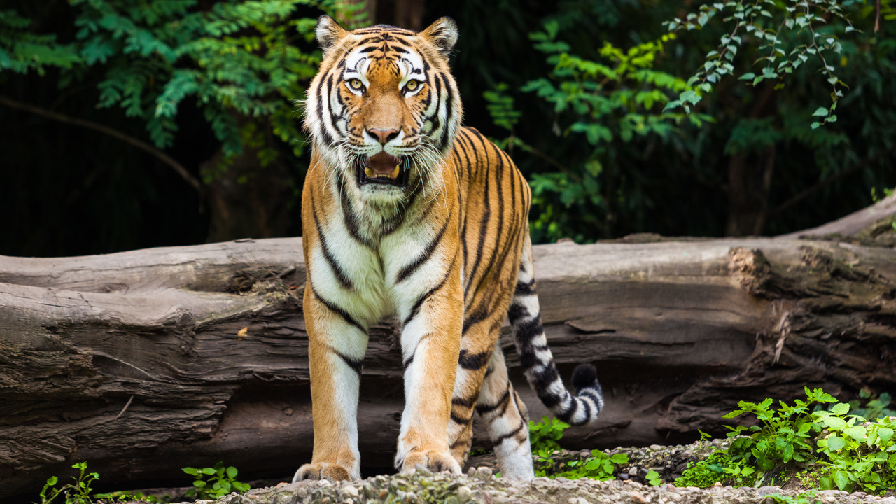 Un tigre avistado con realidad aumentada en el Visitante del Meta Park World