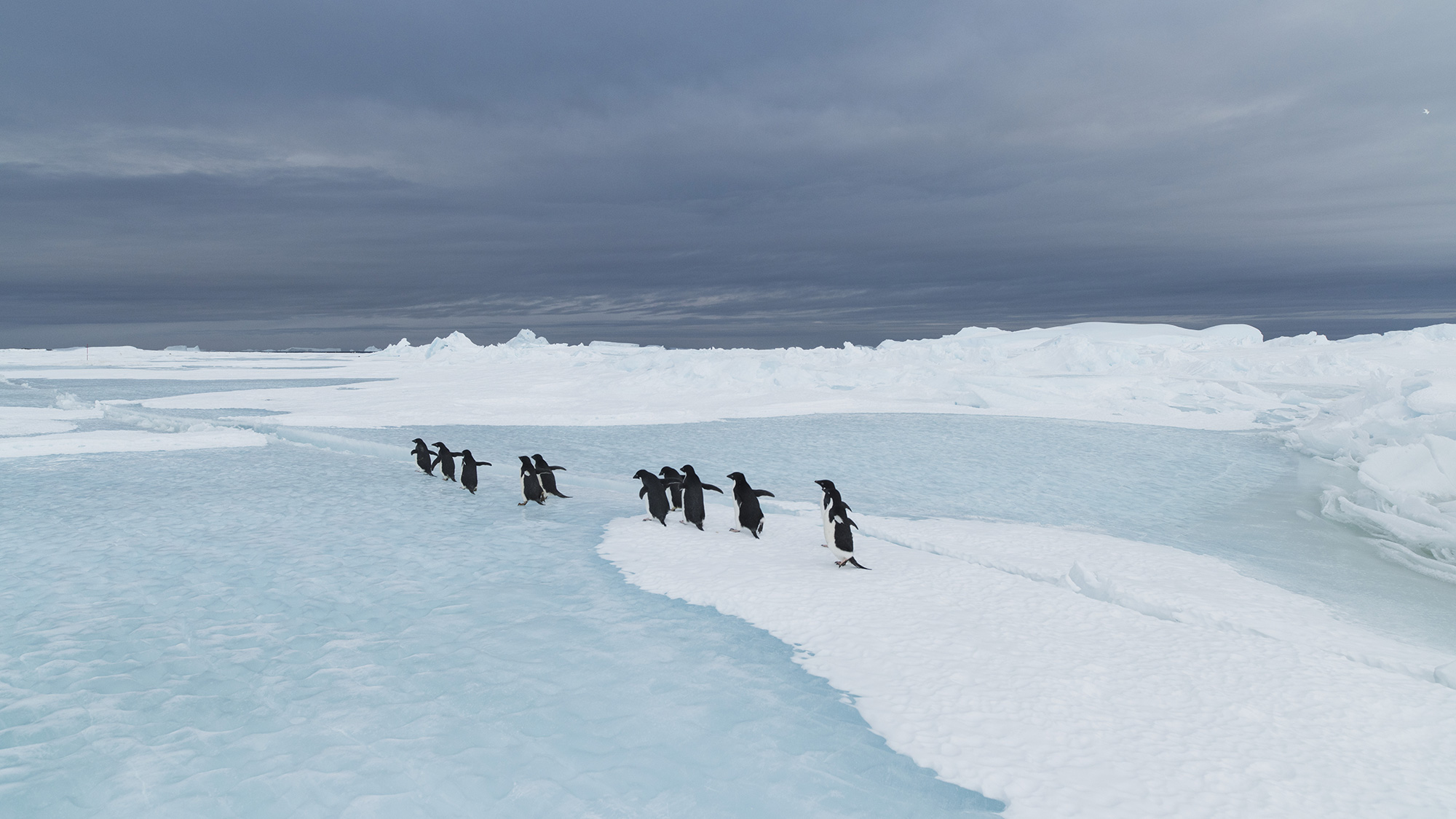 Pingüinos en la Antártida. Fotografía de Vincent Munier