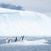 Un grupo de pingüinos sobreviviendo al clima de la Antártida. Fotografía de Envato.