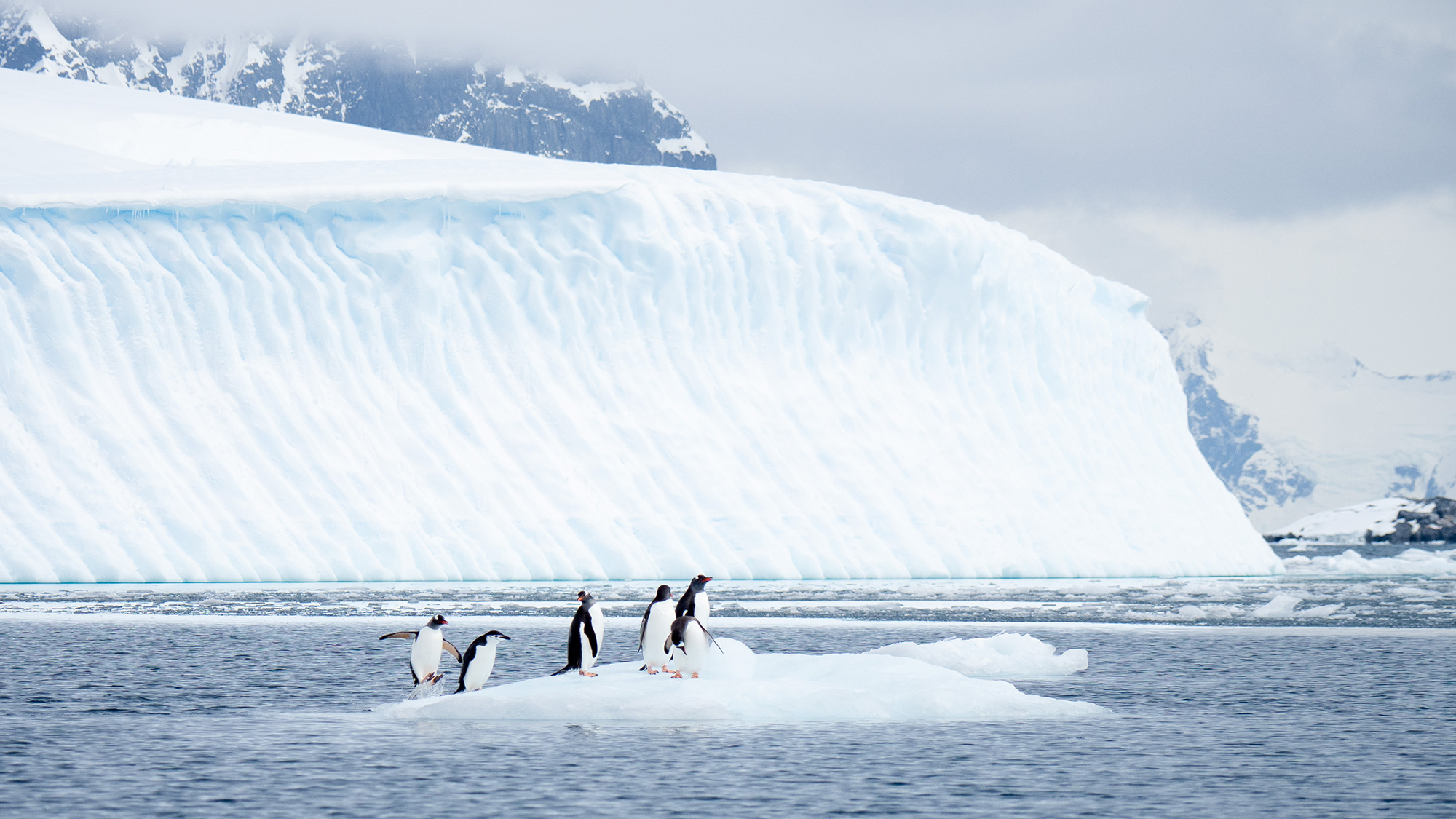 Un grupo de pingüinos sobreviviendo al clima de la Antártida. Fotografía de Envato.