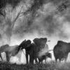 Fotograma de Ghost Elephants de Werner Herzog