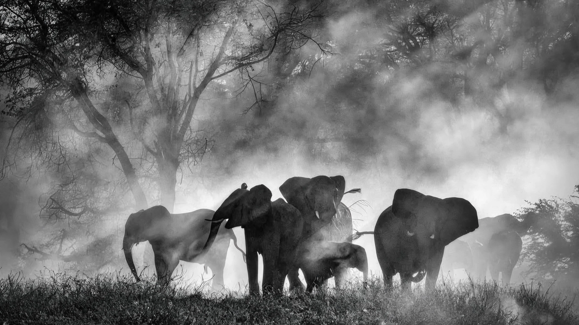 Fotograma de Ghost Elephants de Werner Herzog