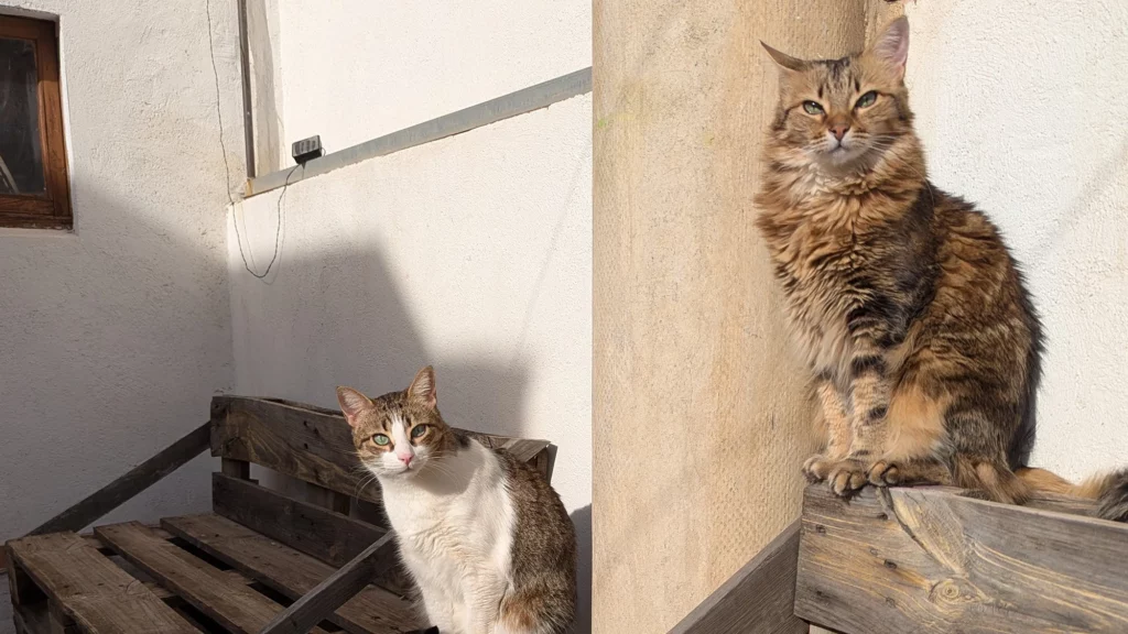 La pareja de gatos de Carolina