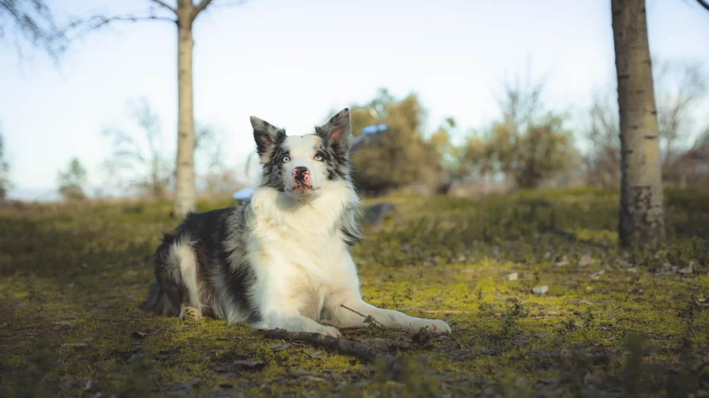 El perro de Raúl Zues