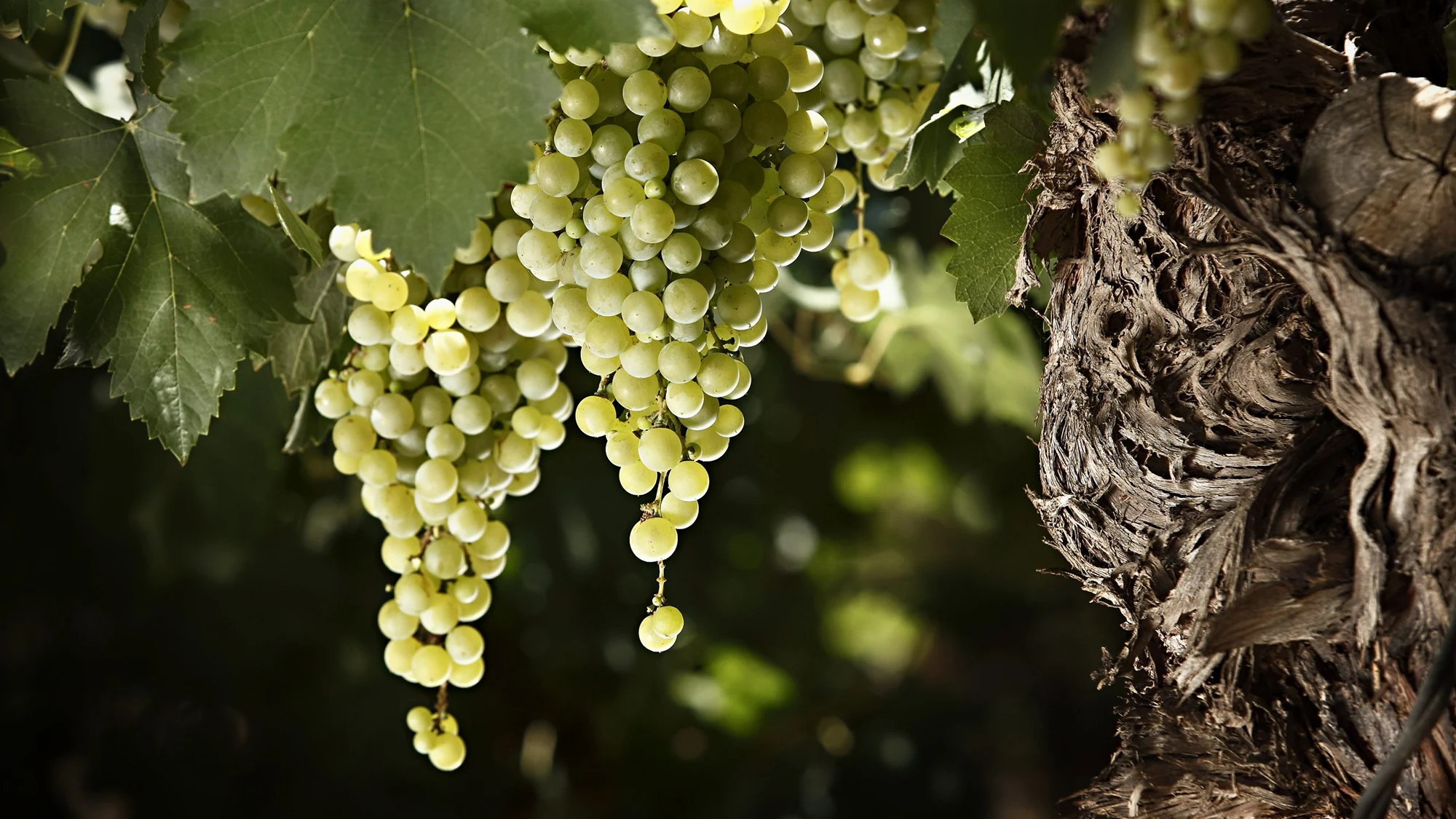 Uva de Torrontés, fotografía de blog.winesofargentina.com