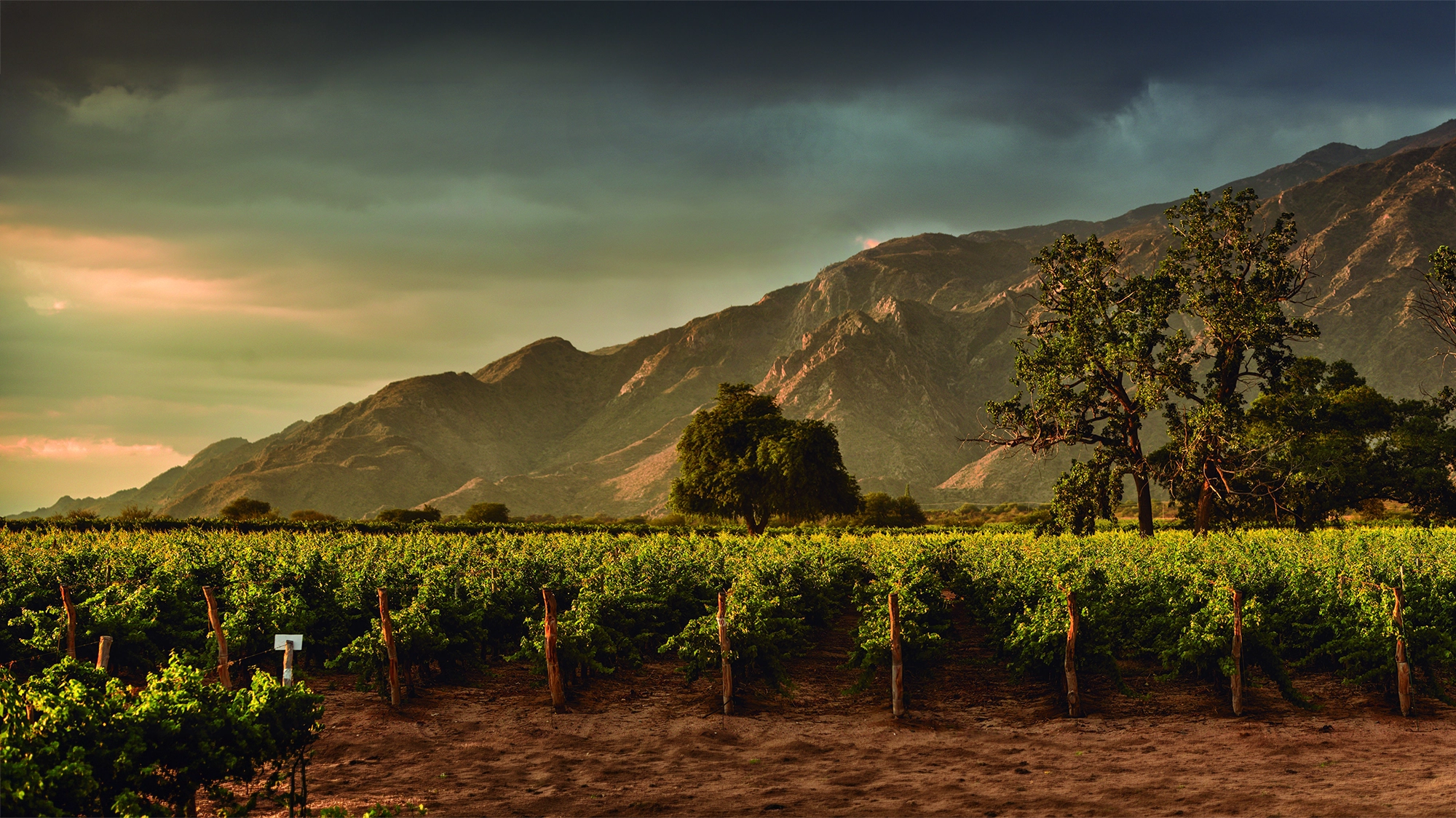 Puesta de sol sobre un viñedo en Argentina